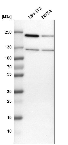 ATP Citrate Lyase Antibody - BSA Free Western Blot: ATP Citrate Lyase Antibody - BSA Free [NBP1-90266]