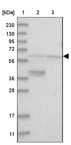 ACF Antibody - BSA Free Western Blot: ACF Antibody - BSA Free [NBP1-90271]