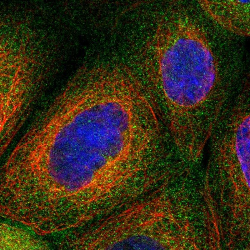 Cyclin M3 Antibody - BSA Free Immunocytochemistry/ Immunofluorescence: Cyclin M3 Antibody [NBP1-90272]