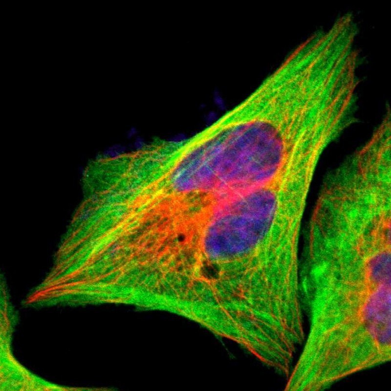 Filamin A Antibody - BSA Free Immunocytochemistry/ Immunofluorescence: Filamin A Antibody [NBP1-90283]