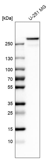 Filamin A Antibody - BSA Free Western Blot: Filamin A Antibody - BSA Free [NBP1-90283]