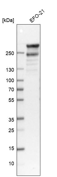 Filamin A Antibody - BSA Free Western Blot: Filamin A Antibody - BSA Free [NBP1-90283]
