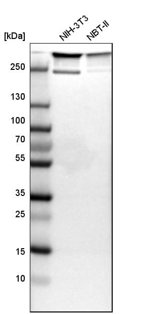 Filamin A Antibody - BSA Free Western Blot: Filamin A Antibody - BSA Free [NBP1-90283]