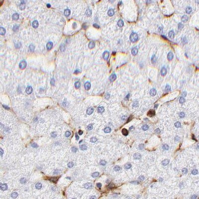 Filamin A Antibody - BSA Free Immunohistochemistry: Filamin A Antibody - BSA Free [NBP1-90283]