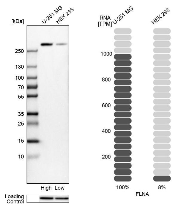 Filamin A Antibody - BSA Free Western Blot: Filamin A Antibody - BSA Free [NBP1-90284]