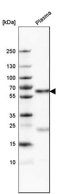 Serpin A3/alpha 1-Antichymotrypsin Antibody - BSA Free Western Blot: Serpin A3/alpha 1-Antichymotrypsin Antibody - BSA Free [NBP1-90295]