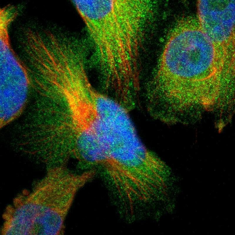 PTK9 Antibody - BSA Free Immunocytochemistry/ Immunofluorescence: PTK9 Antibody [NBP1-90297]