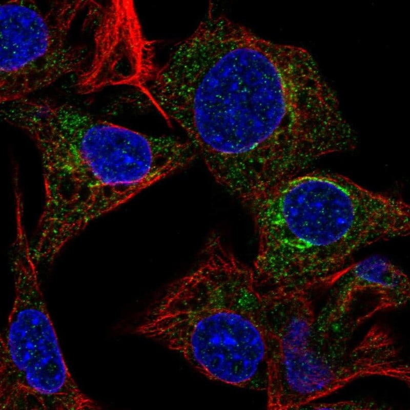 Fetuin A/AHSG Antibody - BSA Free Immunocytochemistry/ Immunofluorescence: Fetuin A/AHSG Antibody - BSA Free [NBP1-90302]