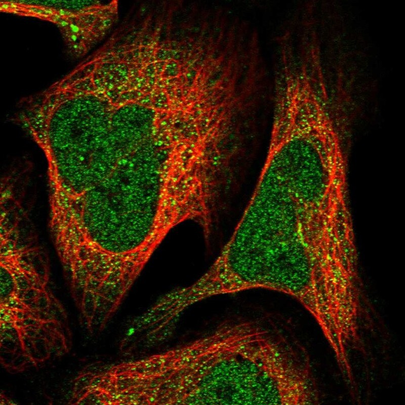 A2BP1 Antibody - BSA Free Immunocytochemistry/ Immunofluorescence: A2BP1 Antibody [NBP1-90304]