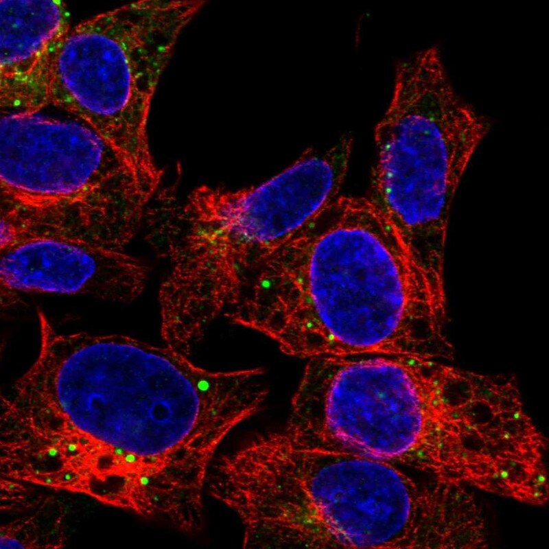 Serpin A1/alpha 1-Antitrypsin Antibody - BSA Free Immunocytochemistry/ Immunofluorescence: Serpin A1/alpha 1-Antitrypsin Antibody [NBP1-90309]