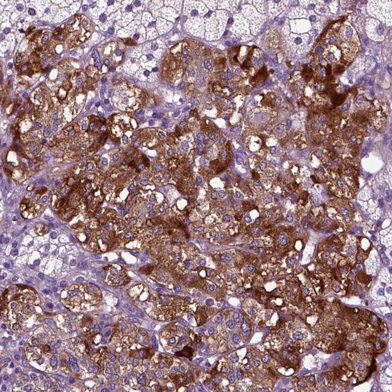 Secretogranin V Antibody - BSA Free Immunohistochemistry: Secretogranin V Antibody - BSA Free [NBP1-90312]
