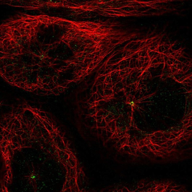 GCP4 Antibody - BSA Free Immunocytochemistry/ Immunofluorescence: GCP4 Antibody - BSA Free [NBP1-90313]