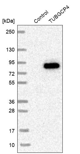 GCP4 Antibody - BSA Free Western Blot: GCP4 Antibody - BSA Free [NBP1-90313]