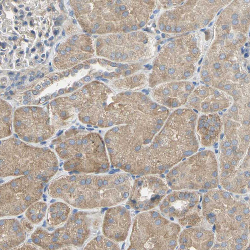 5-HT1F Antibody - BSA Free Immunohistochemistry: 5-HT1F Antibody - BSA Free [NBP1-90319]