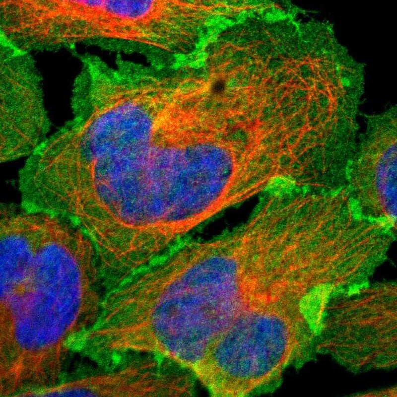 EPB4IL2 Antibody - BSA Free Immunocytochemistry/ Immunofluorescence: EPB4IL2 Antibody [NBP1-90325]