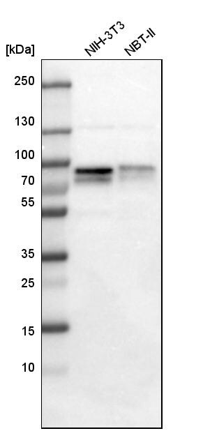 Metadherin Antibody - BSA Free Western Blot: Metadherin Antibody - BSA Free [NBP1-90328]
