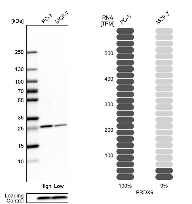 Peroxiredoxin 6 Antibody - BSA Free Western Blot: Peroxiredoxin 6 Antibody - BSA Free [NBP1-90332]