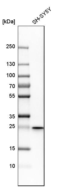 ERAB Antibody - BSA Free Western Blot: ERAB Antibody - BSA Free [NBP1-90333]