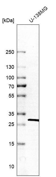 14-3-3 tau/theta Antibody - BSA Free Western Blot: 14-3-3 tau/theta Antibody - BSA Free [NBP1-90337]