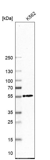 NAF1 Antibody - BSA Free Western Blot: NAF1 Antibody - BSA Free [NBP1-90341]