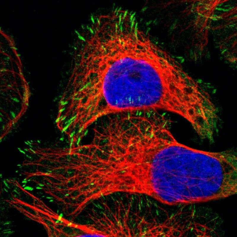 Zyxin Antibody - BSA Free Immunocytochemistry/ Immunofluorescence: Zyxin Antibody [NBP1-90349]
