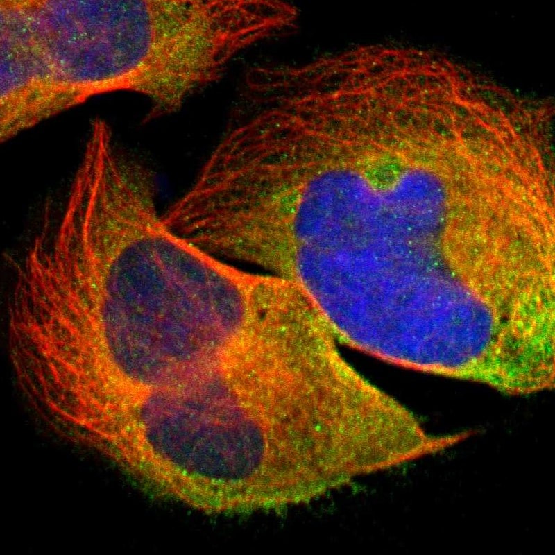 Spectrin beta 1 Antibody - BSA Free Immunocytochemistry/ Immunofluorescence: Spectrin beta 1 Antibody [NBP1-90350]