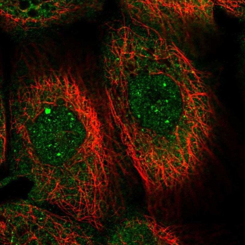 Gemin 5 Antibody - BSA Free Immunocytochemistry/ Immunofluorescence: Gemin 5 Antibody [NBP1-90354]