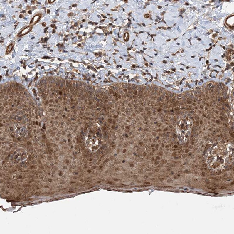 Gemin 5 Antibody - BSA Free Immunohistochemistry: Gemin 5 Antibody - BSA Free [NBP1-90354]