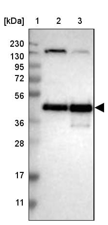 CREB Antibody - BSA Free Western Blot: CREB Antibody - BSA Free [NBP1-90364]