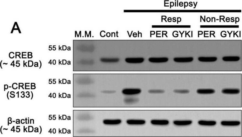 CREB Antibody - BSA Free