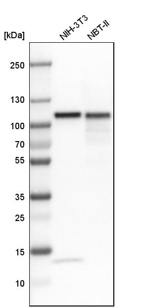 Topoisomerase I Antibody - BSA Free Western Blot: Topoisomerase I Antibody - BSA Free [NBP1-90365]