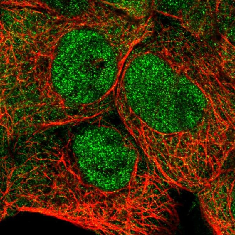 Leukotriene A4 Hydrolase/LTA4H Antibody - BSA Free Immunocytochemistry/ Immunofluorescence: Leukotriene A4 Hydrolase/LTA4H Antibody - BSA Free [NBP1-90368]