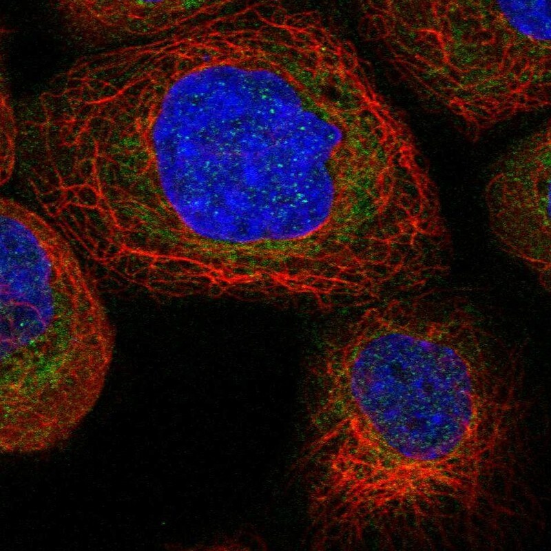 TTC21B Antibody - BSA Free Immunocytochemistry/ Immunofluorescence: TTC21B Antibody - BSA Free [NBP1-90416]