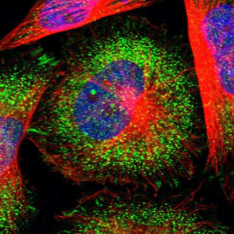 USP40 Antibody - BSA Free Immunocytochemistry/ Immunofluorescence: USP40 Antibody [NBP1-90426]