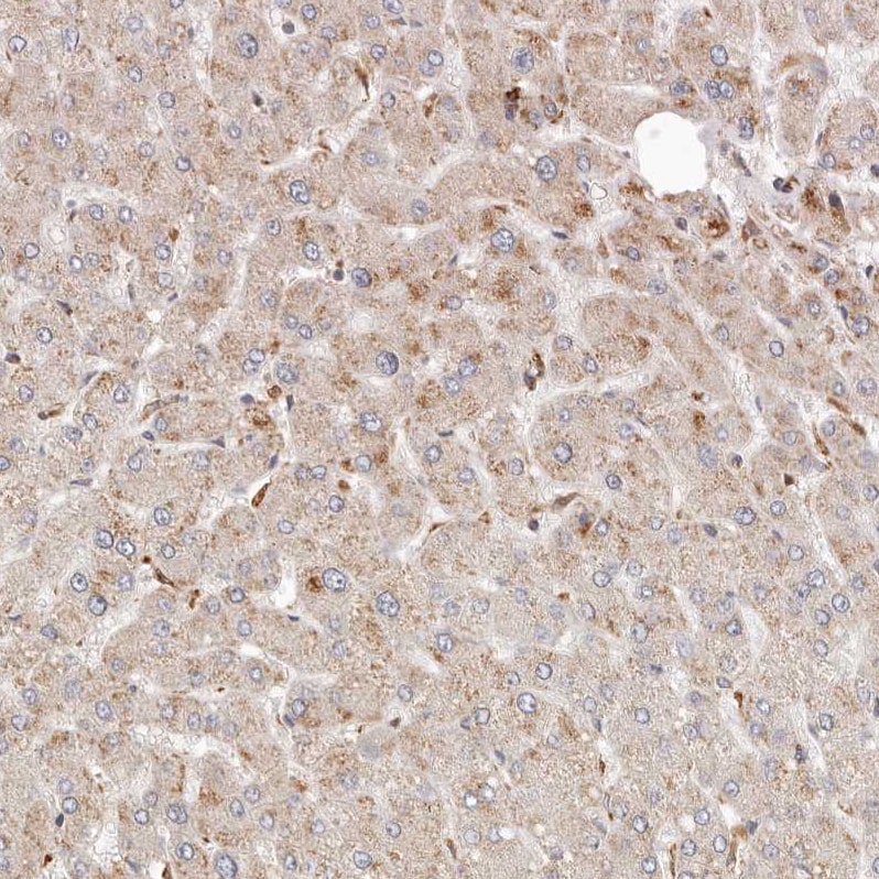 ARHGEF10L Antibody - BSA Free Immunohistochemistry: ARHGEF10L Antibody - BSA Free [NBP1-90433]