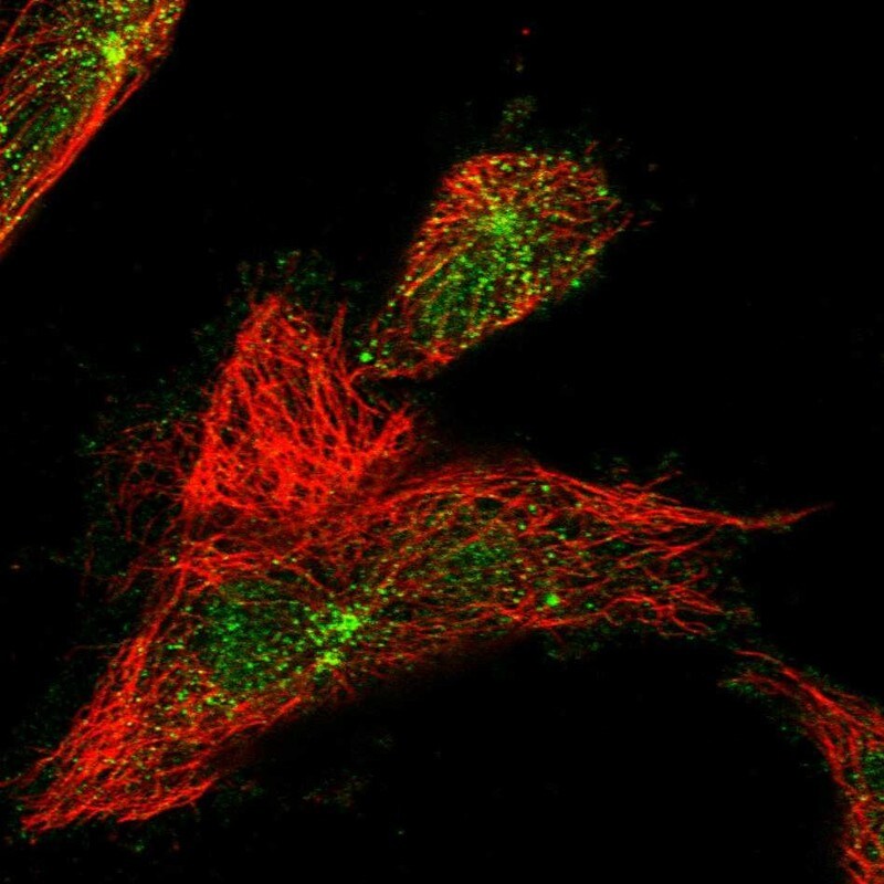 WDR60 Antibody - BSA Free Immunocytochemistry/ Immunofluorescence: WDR60 Antibody [NBP1-90437]