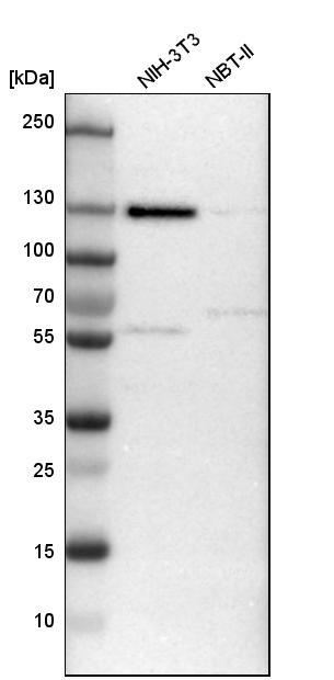 CCDC186 Antibody - BSA Free Western Blot: CCDC186 Antibody - BSA Free [NBP1-90440]
