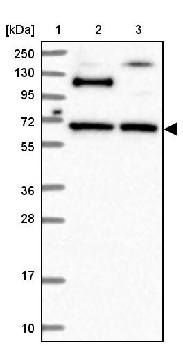 RUFY2 Antibody - BSA Free Western Blot: RUFY2 Antibody - BSA Free [NBP1-90448]