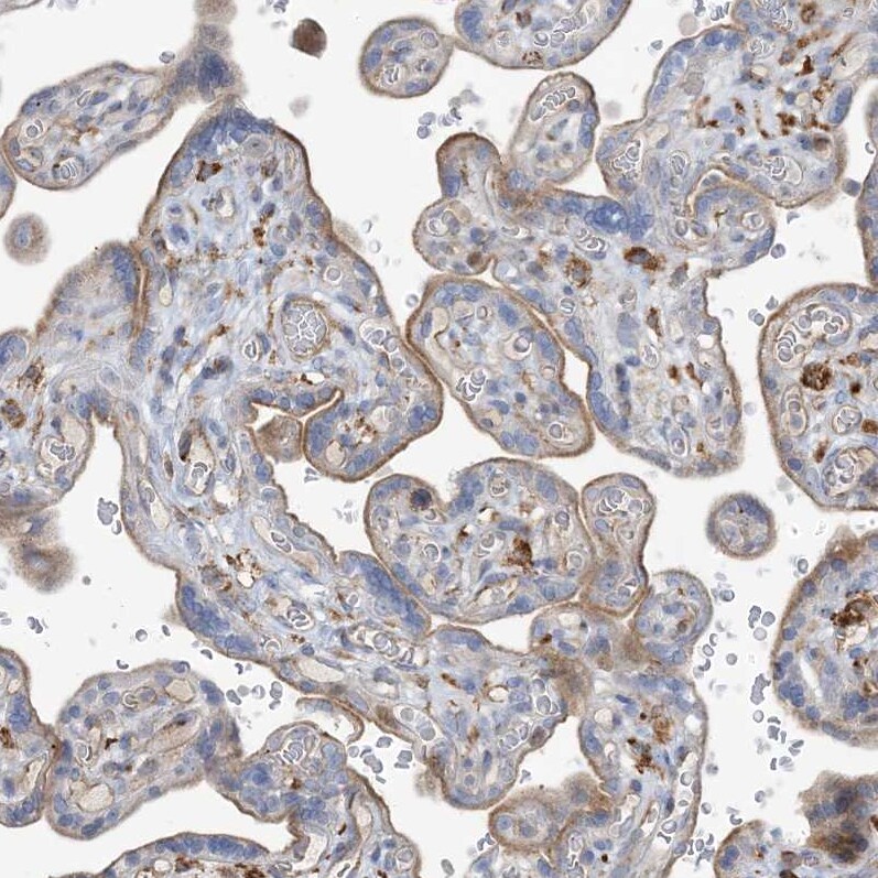 PEAR1 Antibody - BSA Free Immunohistochemistry-Paraffin: PEAR1 Antibody [NBP1-90449]