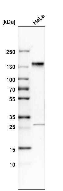 SH3PXD2A Antibody - BSA Free Western Blot: SH3PXD2A Antibody - BSA Free [NBP1-90454]
