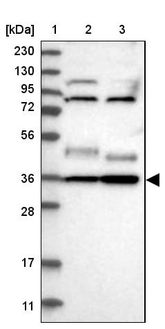 YIPF2 Antibody - BSA Free Western Blot: YIPF2 Antibody - BSA Free [NBP1-90458]