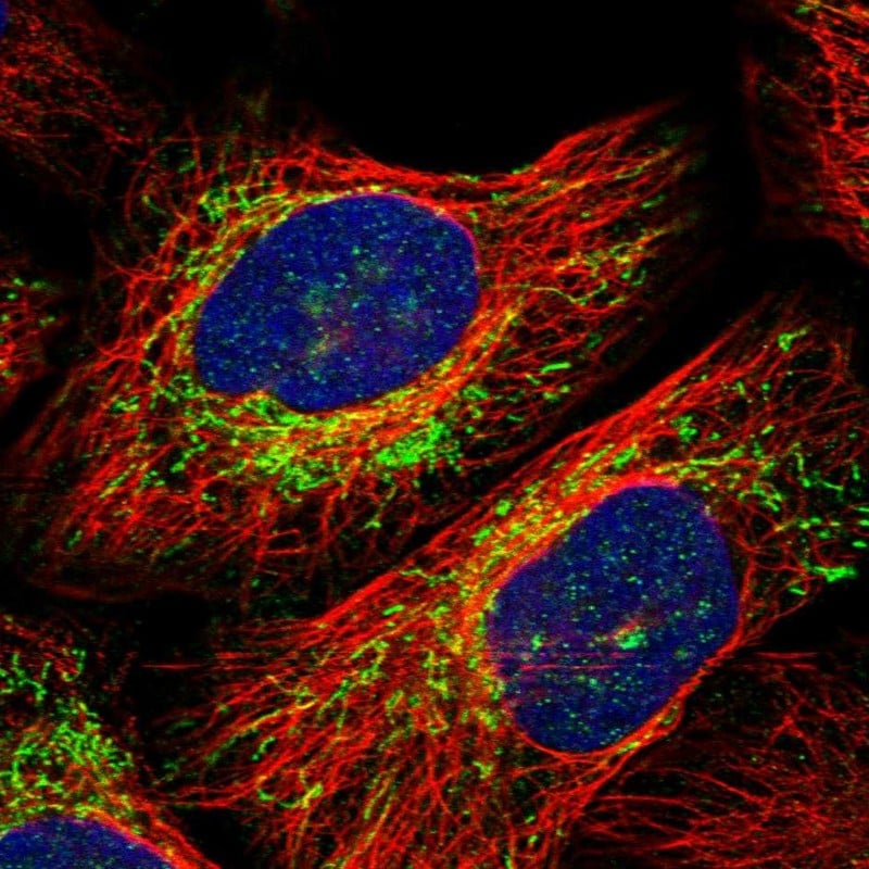 YIPF2 Antibody - BSA Free Immunocytochemistry/ Immunofluorescence: YIPF2 Antibody - BSA Free [NBP1-90458]