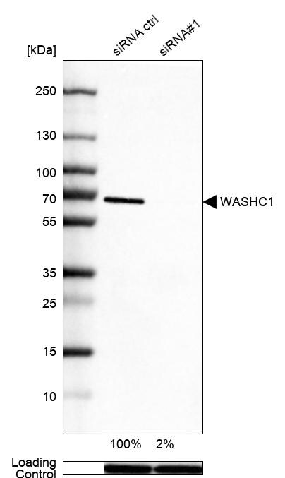 WASHC1 Antibody - BSA Free Western Blot: WASHC1 Antibody - BSA Free [NBP1-90464]