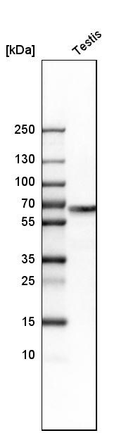 WASHC1 Antibody - BSA Free Western Blot: WASHC1 Antibody - BSA Free [NBP1-90464]