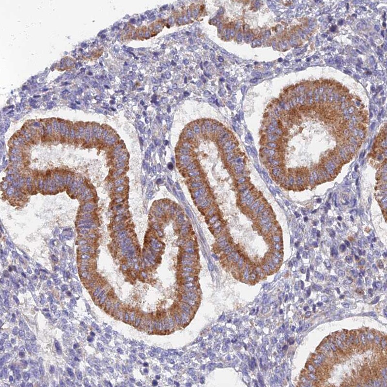 TMEM44 Antibody - BSA Free Immunohistochemistry: TMEM44 Antibody - BSA Free [NBP1-90507]