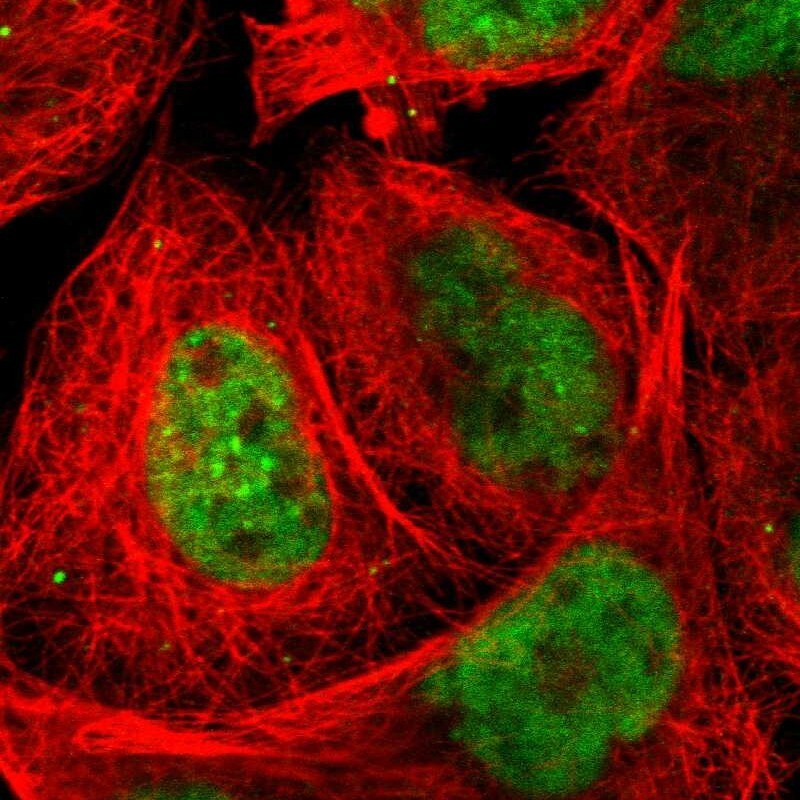 FAM122B Antibody - BSA Free Immunocytochemistry/ Immunofluorescence: FAM122B Antibody [NBP1-90508]