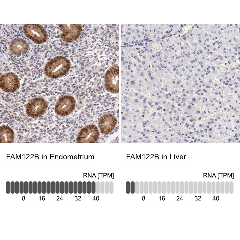 FAM122B Antibody - BSA Free Immunohistochemistry: FAM122B Antibody - BSA Free [NBP1-90508]