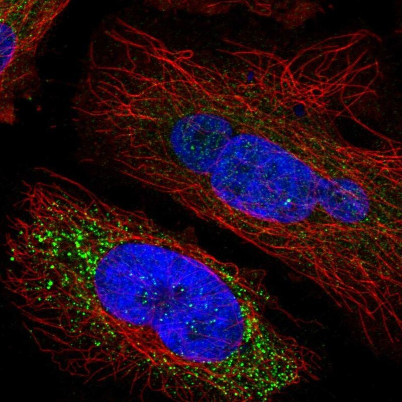 SPINK5 Antibody - BSA Free Immunocytochemistry/ Immunofluorescence: SPINK5 Antibody - BSA Free [NBP1-90509]