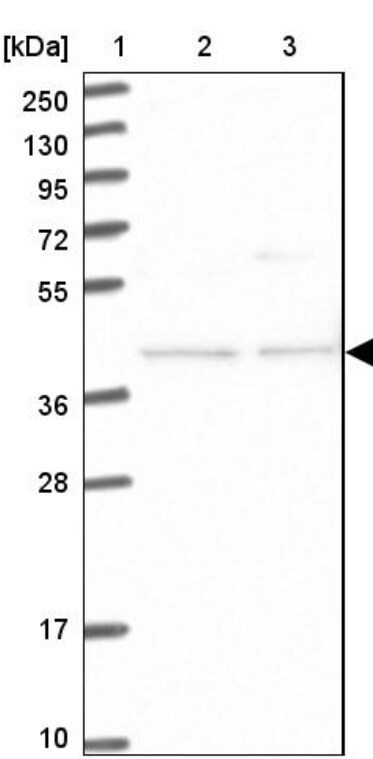 FAM154B Antibody - BSA Free
