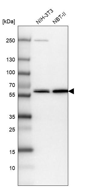 VWA9 Antibody - BSA Free Western Blot: VWA9 Antibody - BSA Free [NBP1-90524]